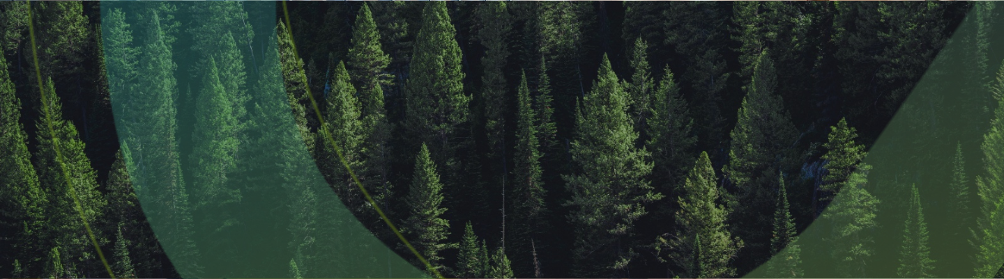 rigeneraboschi sorgenia